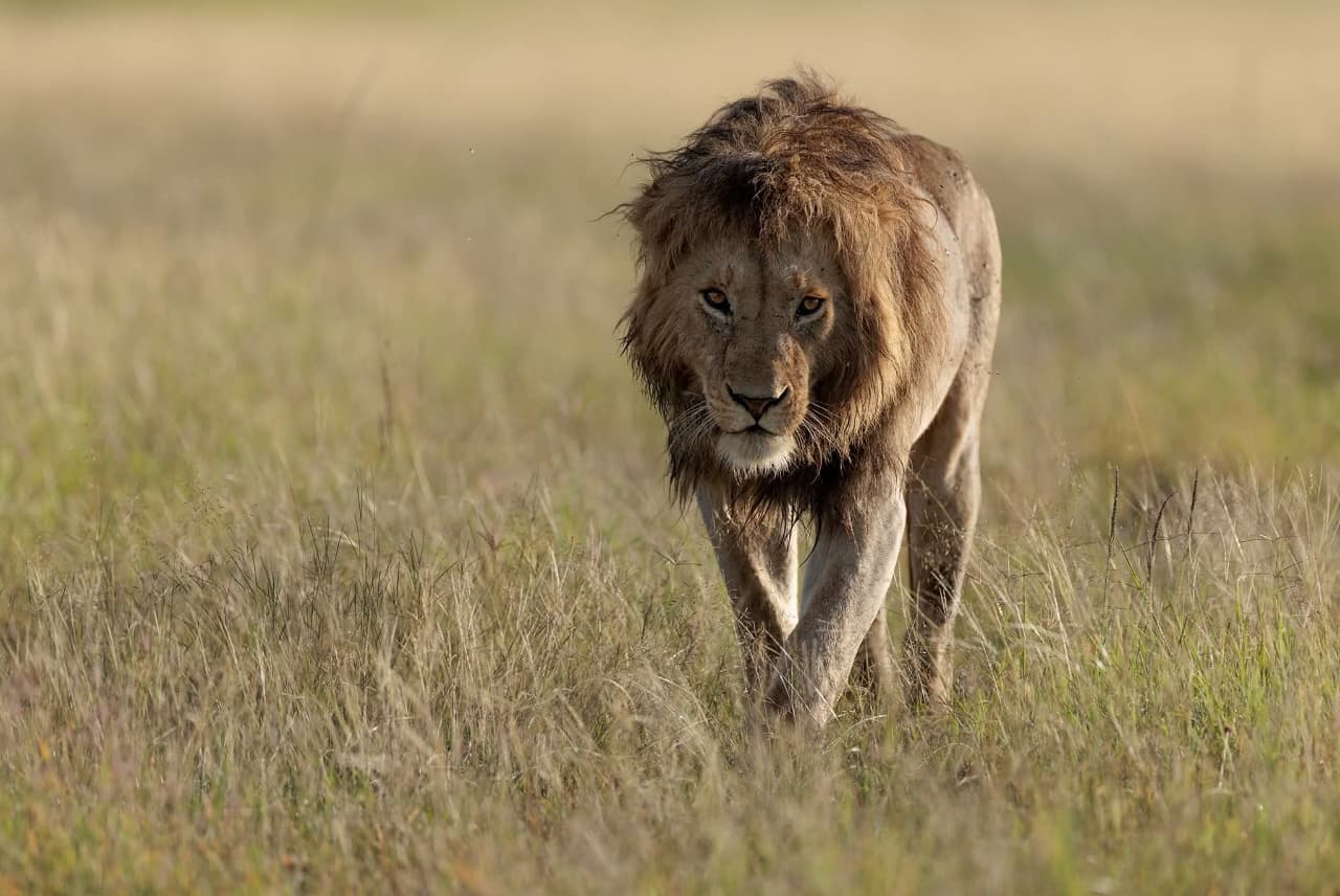 5GG Mara Amboseli Tsavo