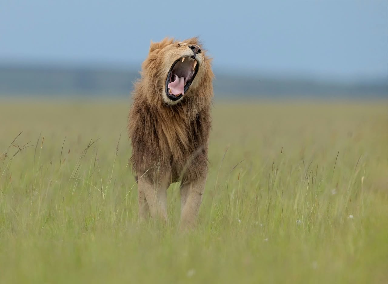 Kenya